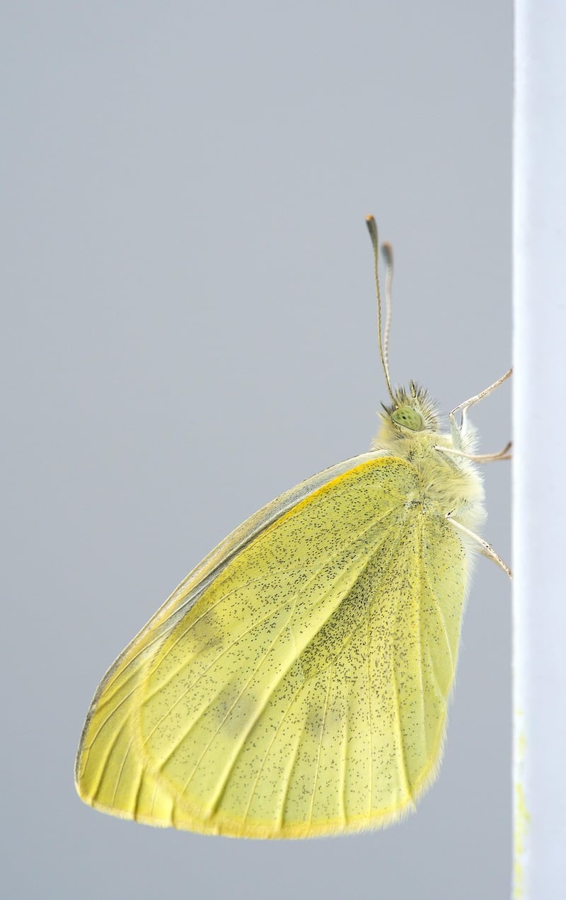 Butterfly Insect Macro Animal